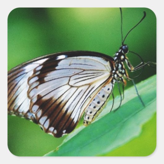 Donkerbruin en grijze vlinder vierkante sticker (Voorkant)