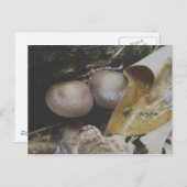 Donkerbruin Paardenpaddenstoelen Briefkaart (Voorkant / Achterkant)
