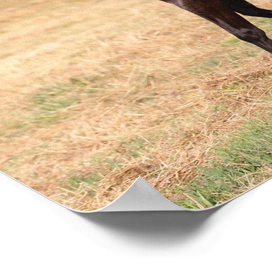 Donkerbruin Spaans Mustang Mare Walking Poster (Hoek)