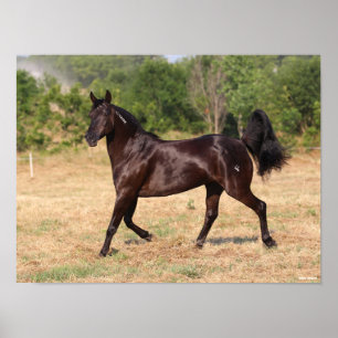 Donkerbruin Spaans Mustang Mare Walking Poster