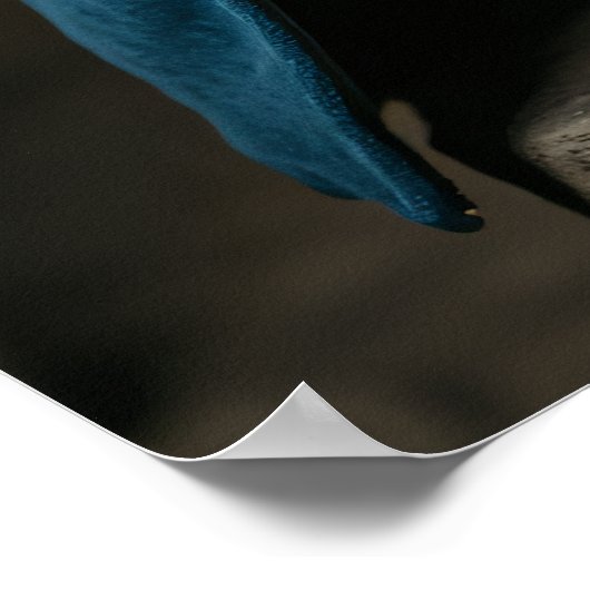 Donkerbruine Franse Bulldog Blue Pirate Poster (Hoek)