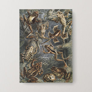 Donkere Academics Haeckel Vintage Kikker Natuurpri Button
