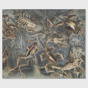 Donkere Academics Haeckel Vintage Kikker Natuurpri Cadeaupapier
