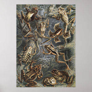 Donkere Academics Haeckel Vintage Kikker Natuurpri Poster