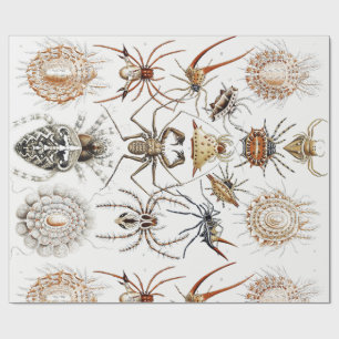 Donkere Academics Haeckel Vintage Spin Symmetrie K Cadeaupapier