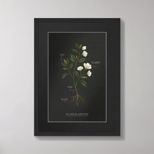 Donkere Academische Botanische Anatomie Poster