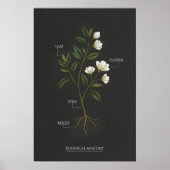 Donkere Academische Botanische Anatomie Poster (Voorkant)