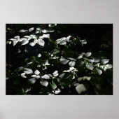 Donkere bladeren poster (Voorkant)