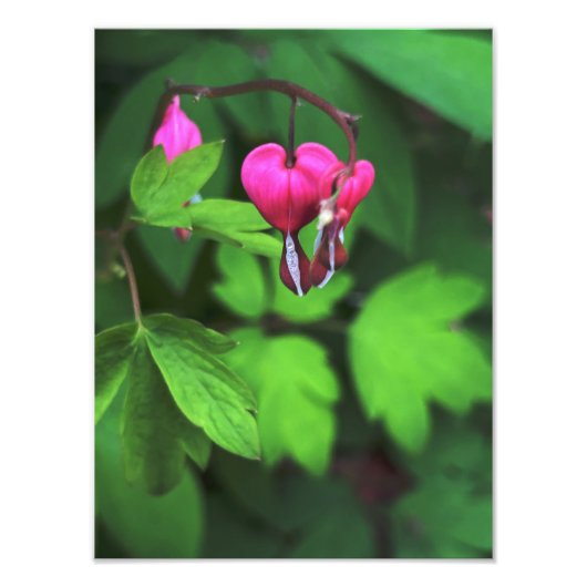 Donkere bloeden hart bloem foto afdruk (Voorkant)
