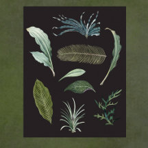 Donkere botanische planten bladeren op zwart