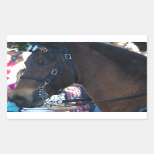 Donkere bruine Arabische paarden met een bril Rechthoekige Sticker