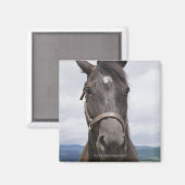 Donkere bruine paarden magneet (Voorkant / Achterkant)