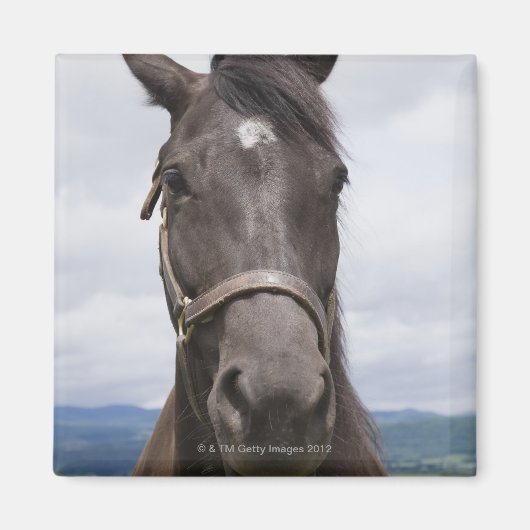Donkere bruine paarden magneet (Voorkant)