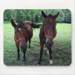 Donkere bruine paarden op de weide muismat