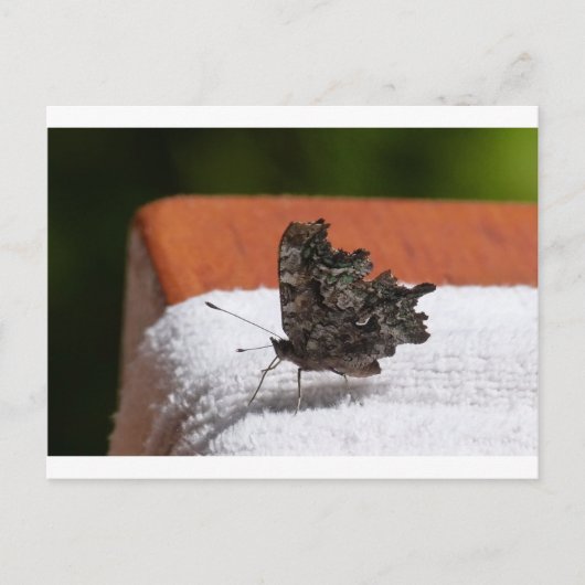 Donkere Camouflage Butterfly Briefkaart (Voorkant)