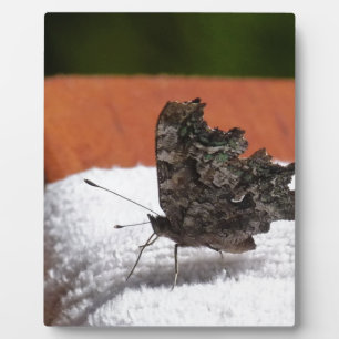 Donkere Camouflage Butterfly Fotoplaat