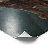 Donkere chocolade Cockapoo foto #2 Foto Afdruk (Hoek)