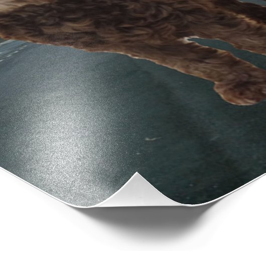 Donkere chocolade Cockapoo Poster #2 (Hoek)