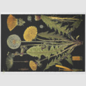 Donkere Dandilion-meubelpapier Tissuepapier (Voorkant)