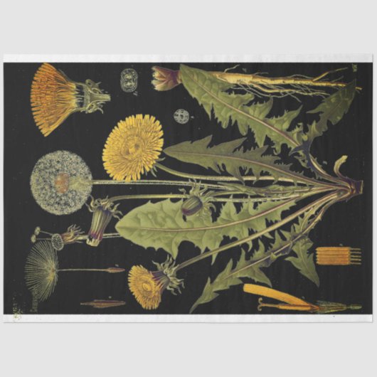 Donkere Dandilion-meubelpapier Tissuepapier (Voorkant)