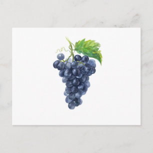 Donkere druiven op wit - Botanische aquarel Briefkaart