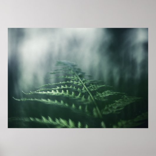 Donkere foto van Moody Fern natuur Poster (Voorkant)