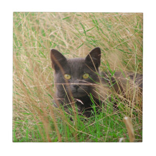 Donkere grijze kat die uit Tall Grass komt Tegeltje