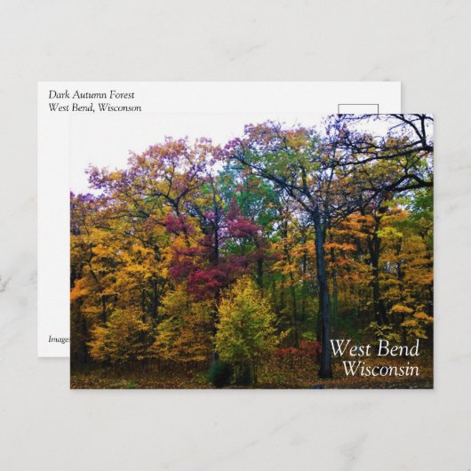 Donkere herfstbos briefkaart (Voorkant / Achterkant)