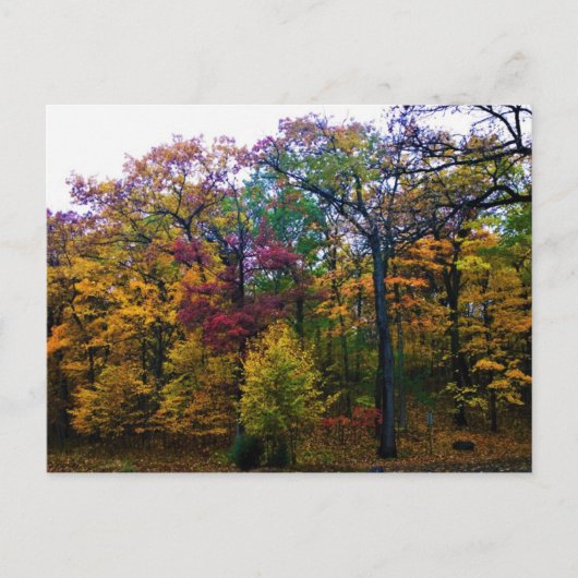 Donkere herfstbos briefkaart (Voorkant)