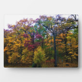 Donkere herfstbos fotoplaat (voorkant)