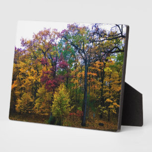 Donkere herfstbos fotoplaat