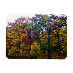 Donkere herfstbos magneet