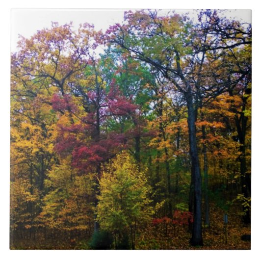 Donkere herfstbos tegeltje (Voorkant)