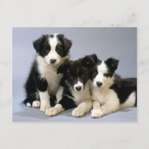 Donkere hond, puppy Photos kaarten, cadeaus - Aanp Briefkaart