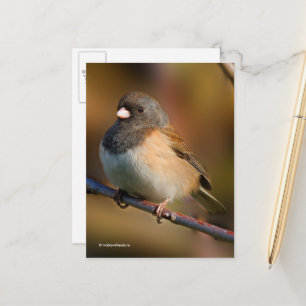 Donkere Junco Sparrow Songbird op een ledemaat Briefkaart