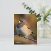 Donkere Junco Sparrow Songbird op een ledemaat Briefkaart (Staand voorkant)