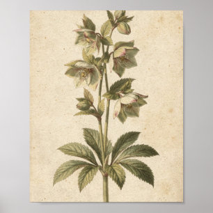 Donkere Kerstroos Bloemen Botanische Kunst Poster