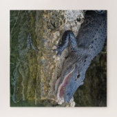 Donkere krokodil met heldere reflectie in water legpuzzel (Horizontaal)