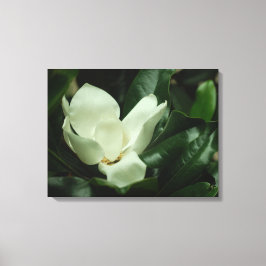 Donkere Magnolia Canvas Afdruk