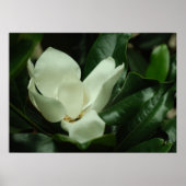 Donkere Magnolia Canvas Afdrukken Poster (Voorkant)