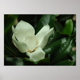 Donkere Magnolia Canvas Afdrukken Poster
