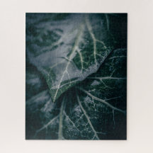 Donkere Moody Ivy Leaves Natuur Foto