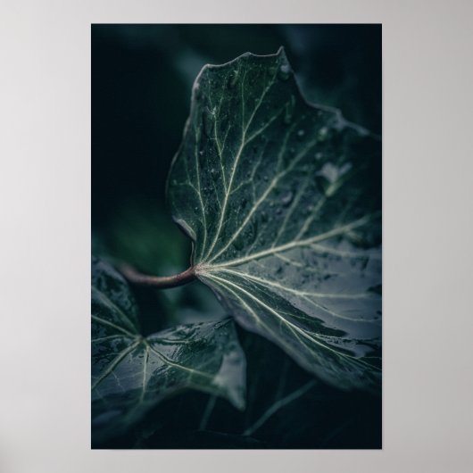 Donkere Natuur met blauw Ivy Leaf Poster (Voorkant)