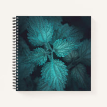 Donkere nettle natuur foto