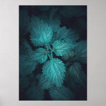 Donkere nettle natuur foto