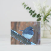 Donkere oyed Junco Sparrow Briefkaart (Staand voorkant)