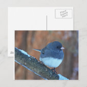 Donkere oyed Junco Sparrow Briefkaart (Voorkant / Achterkant)