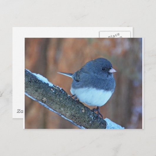 Donkere oyed Junco Sparrow Briefkaart (Voorkant / Achterkant)