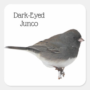 Donkere-oyed Junco Vierkante Sticker