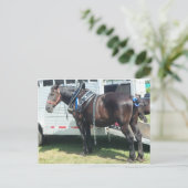 Donkere paarden briefkaart (Staand voorkant)